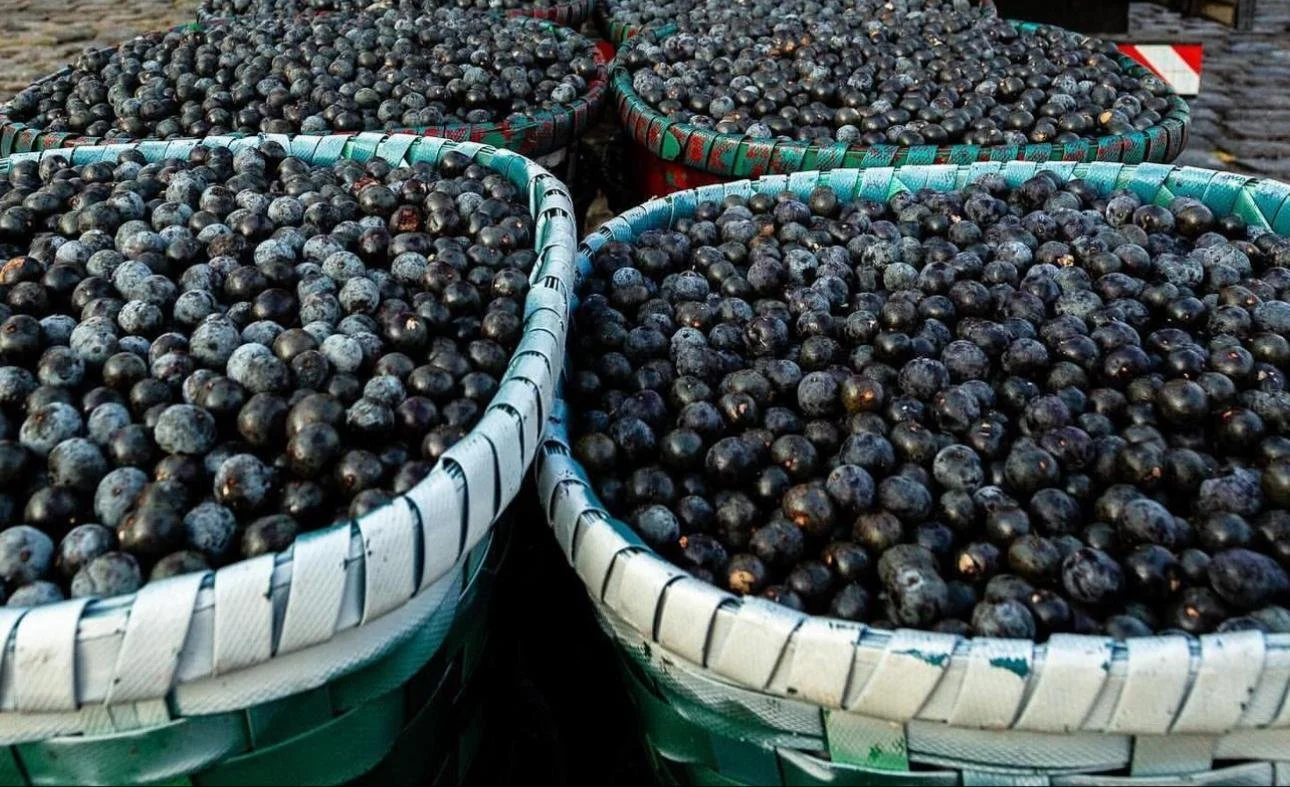 Contact — World Green Açai